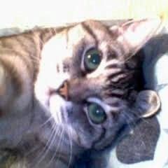 アシュ