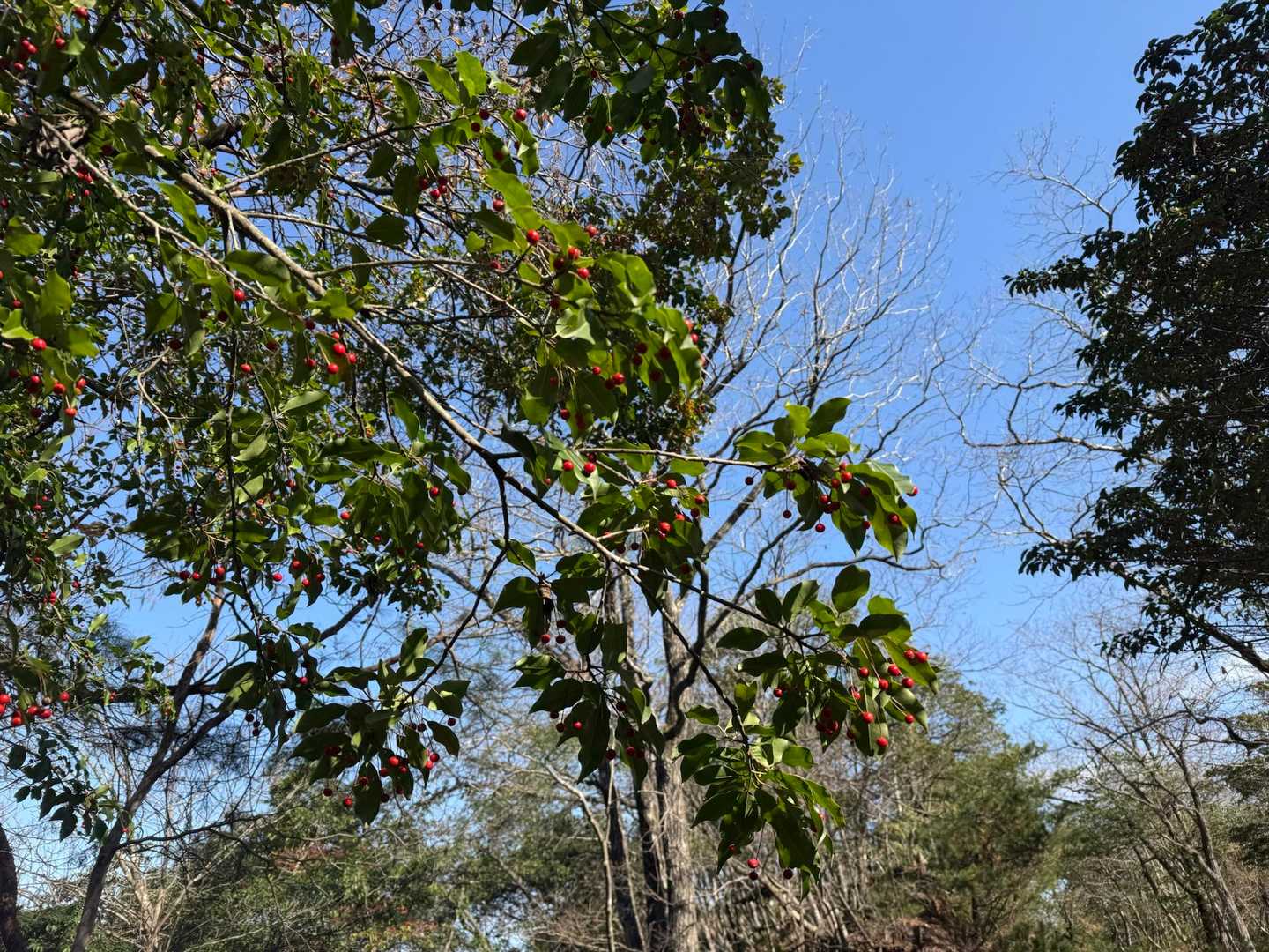 ソヨゴの実？
青空💙🩵に、緑🌿と赤い実🔴色合いがクリスマス🎄っぽくて良いな~☺️