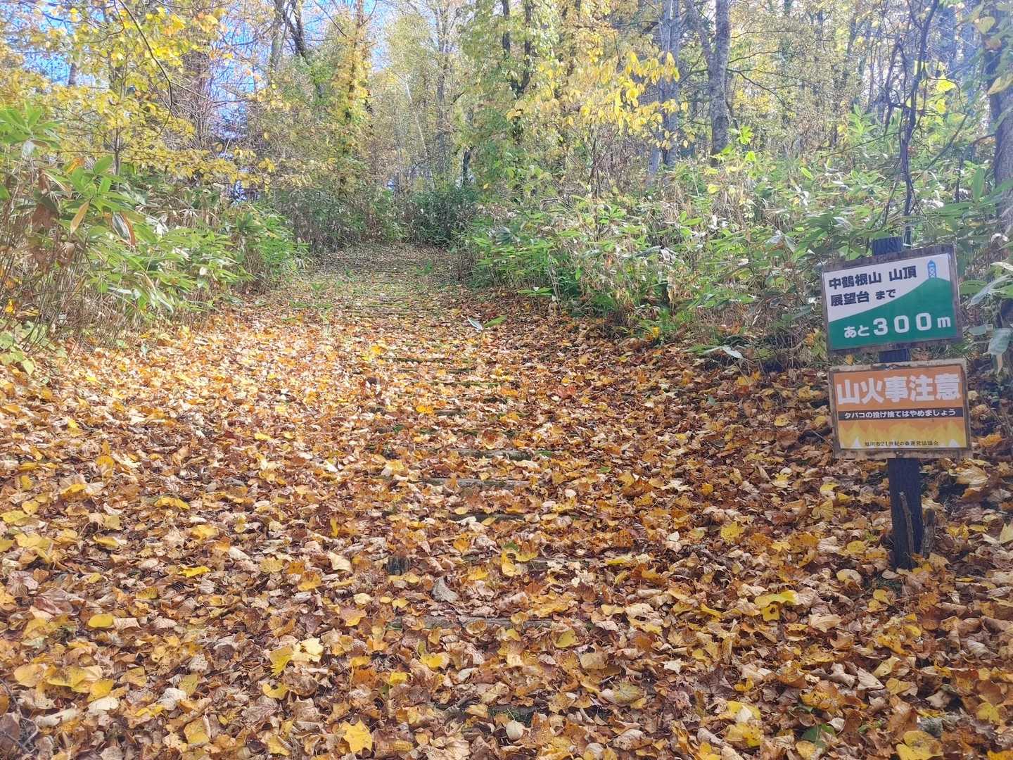 🍂🍂🍂
