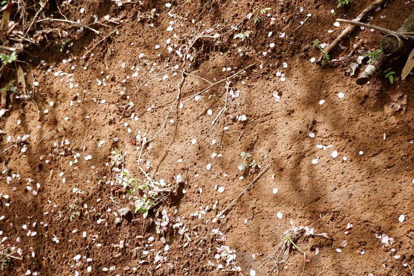 登山道法面の桜の花びらが
春の終わりを感じさせます
お疲れ山でした🌸