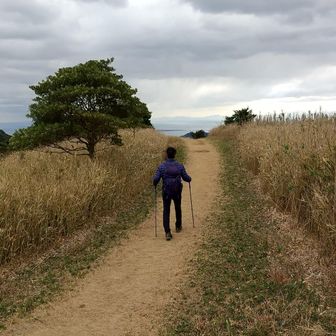 裏側の周防灘方面が見える
