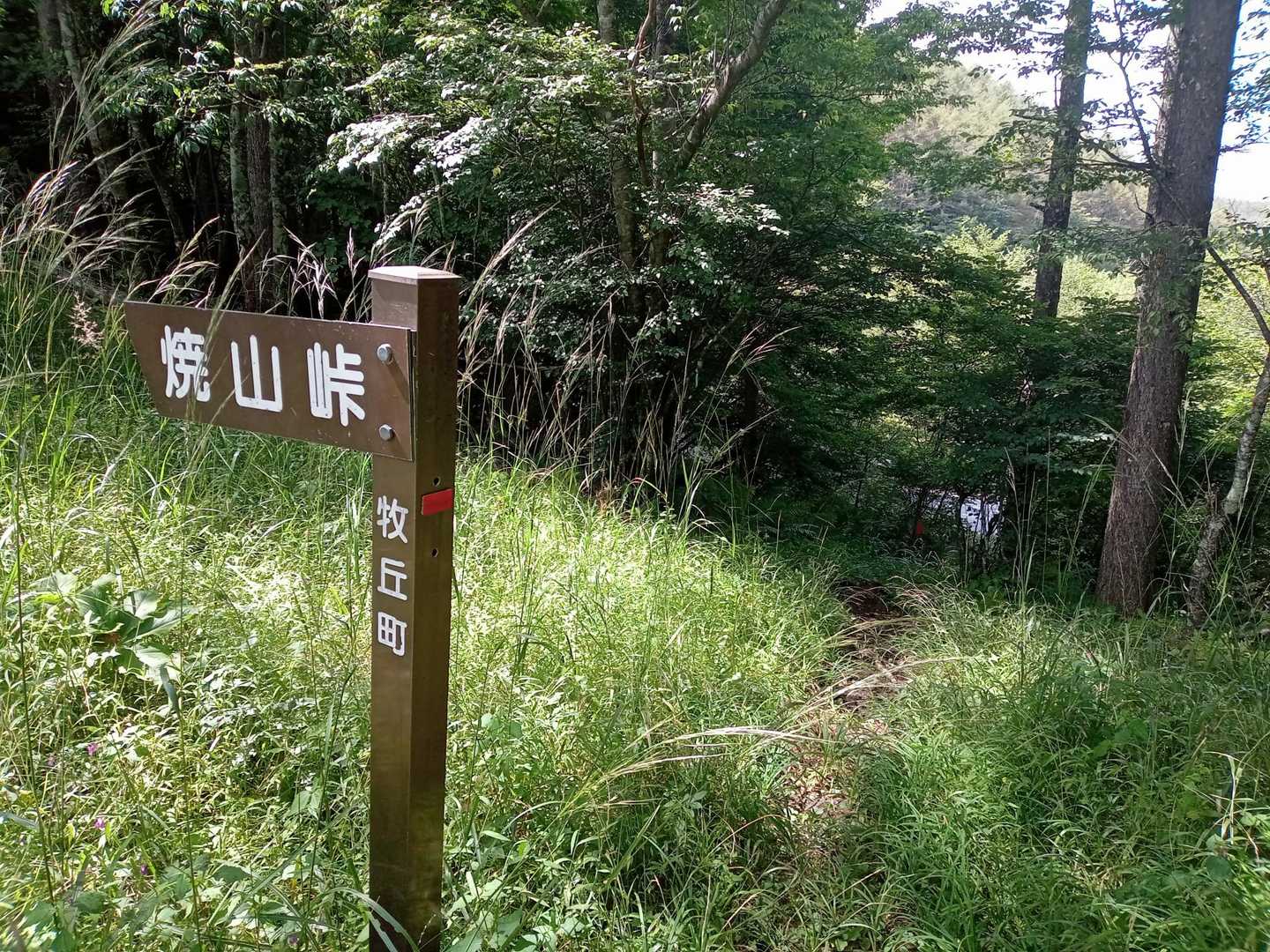 途中で、すぐ下を走る林道に下りられそうだったので、林道へ向かいます🛣
YAMAPにも載っている登山道です。