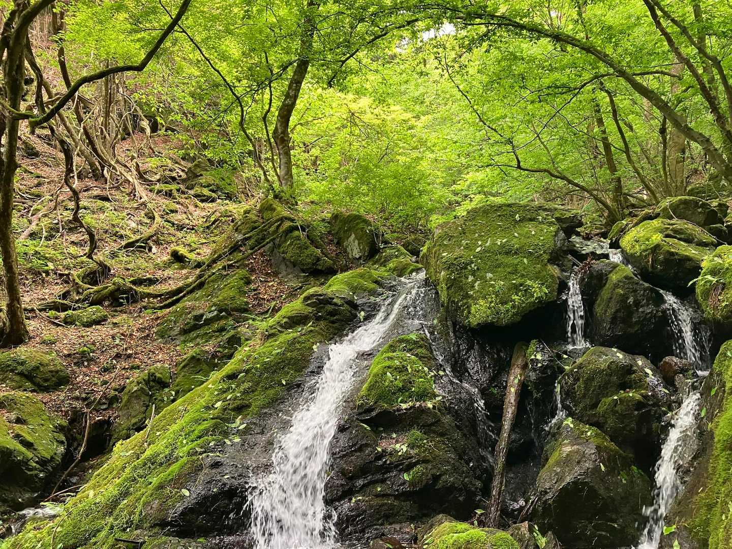 大滝-大岳山 往復コースの写真