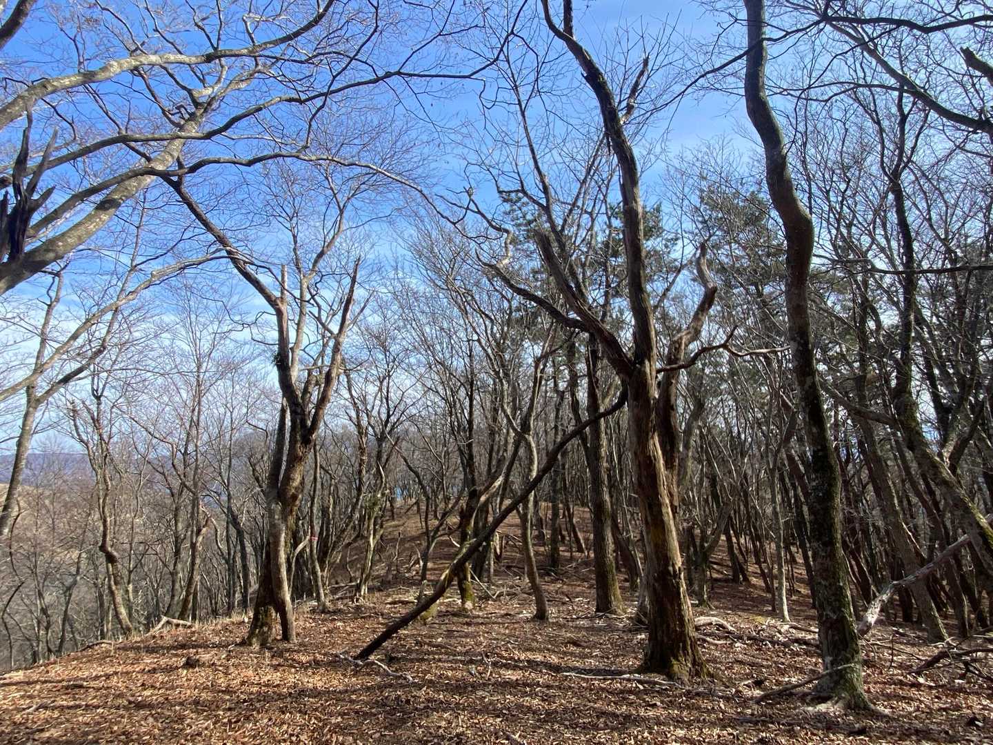 歩いてみなきゃ✨️
とても素敵なお山でした⛰️♪♪