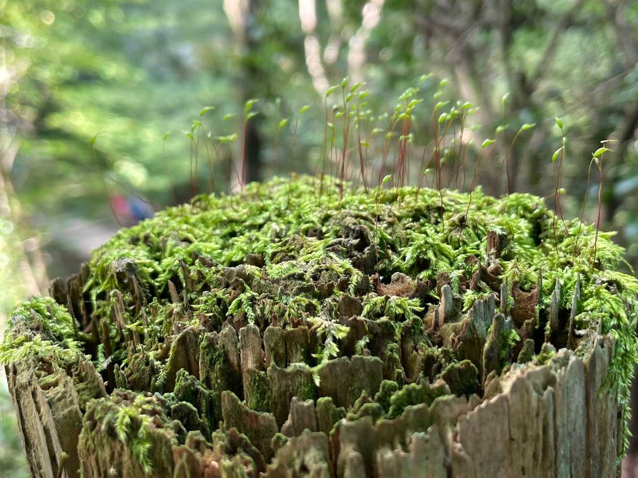苔の上にちっちゃなのが芽吹いてる🌿