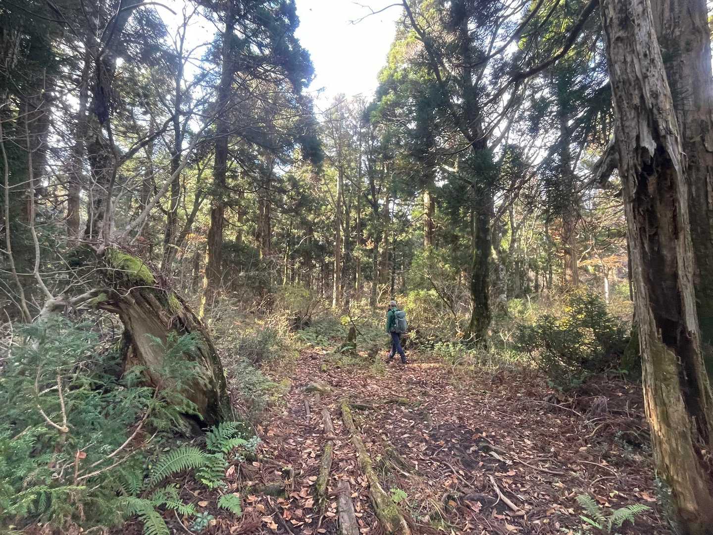 ジメッとした森ですね🌳