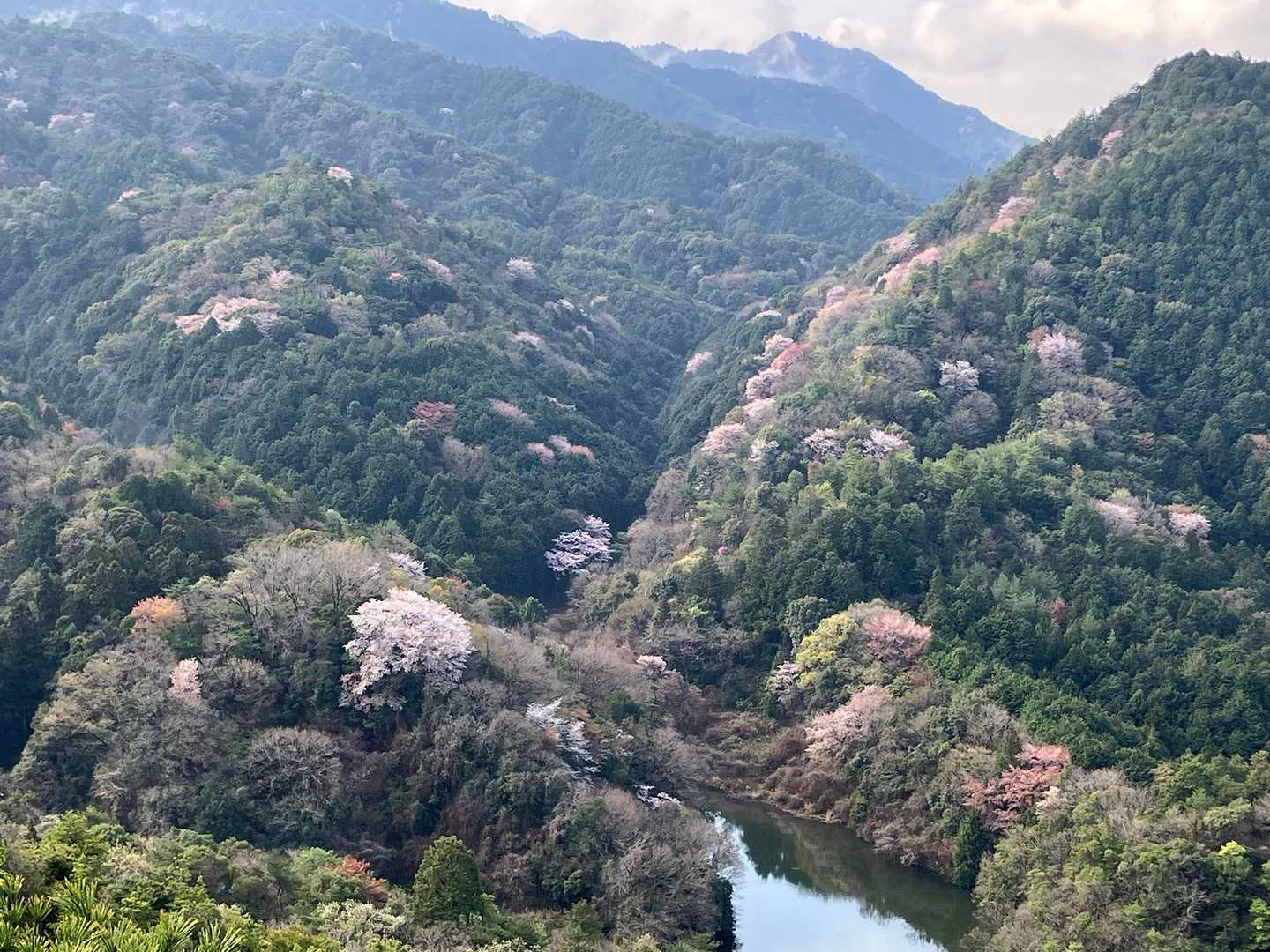 🌸山桜🌸ヤマザクラ🌸