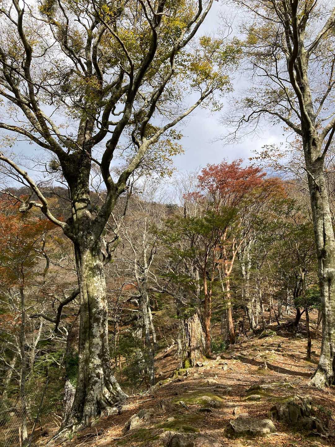 三本杭への道
分岐に戻って三本杭方向を見る
向こうの斜面も暖かい色
この山系はブナ林の縦走路を歩けて
苔庭あり海も眺めれるとか
楽しさいっぱい