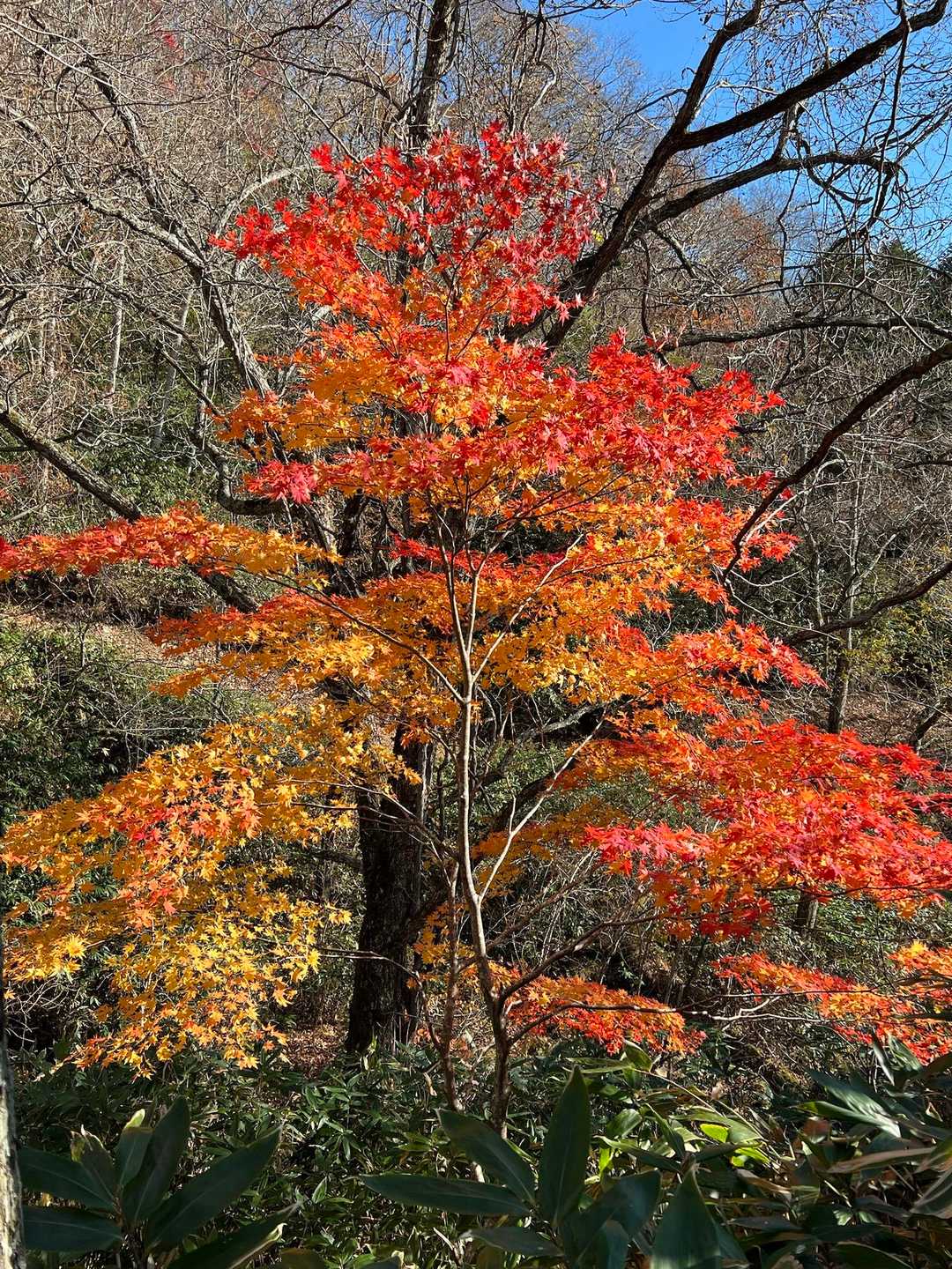 紅葉キレイでした🍁