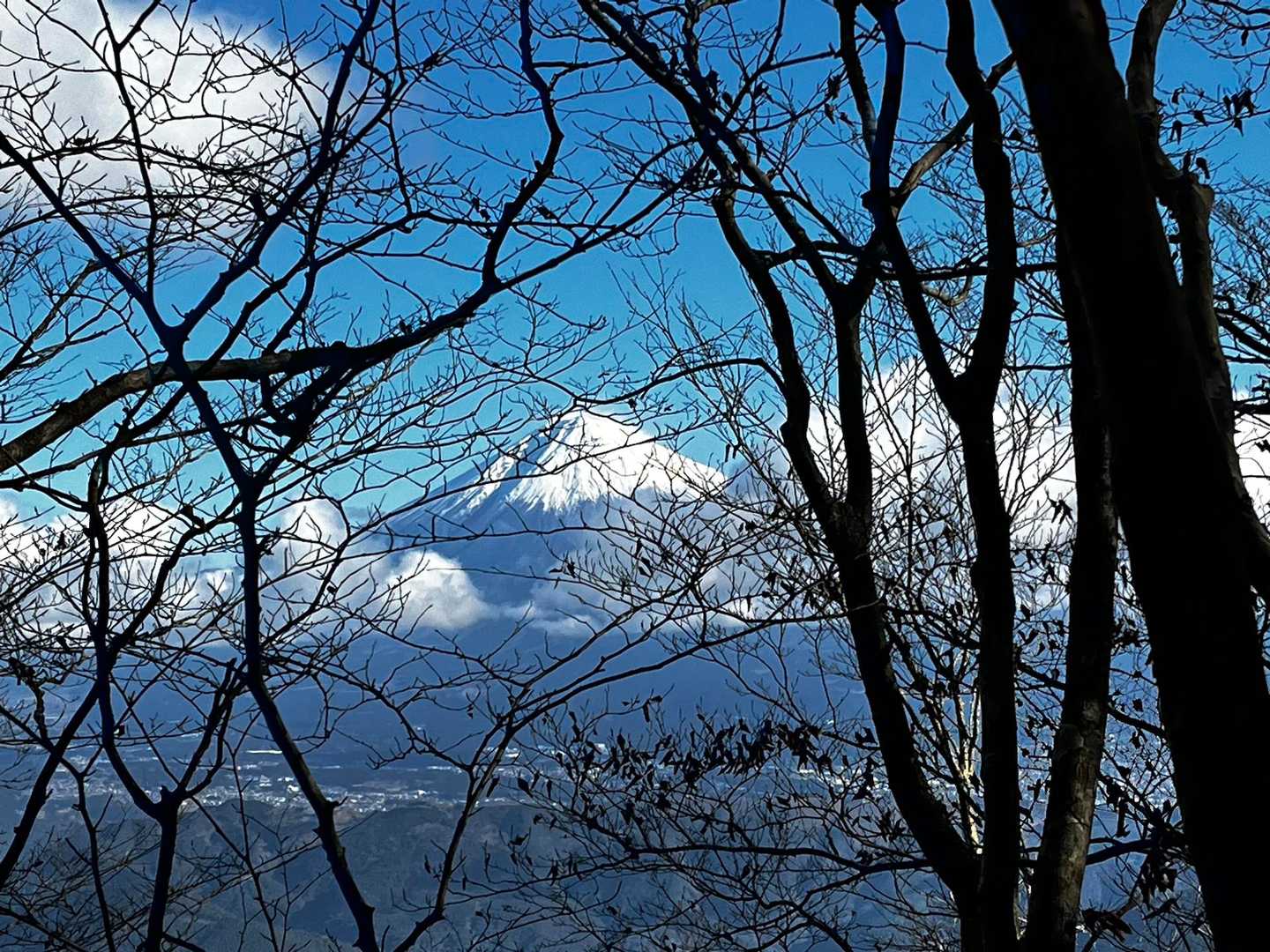 富士山🗻が木々の間から👀