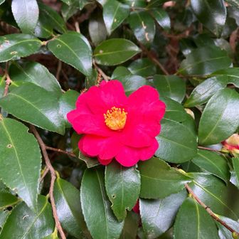 東の宮のサザンカ