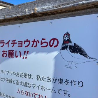 このライチョウがツボ