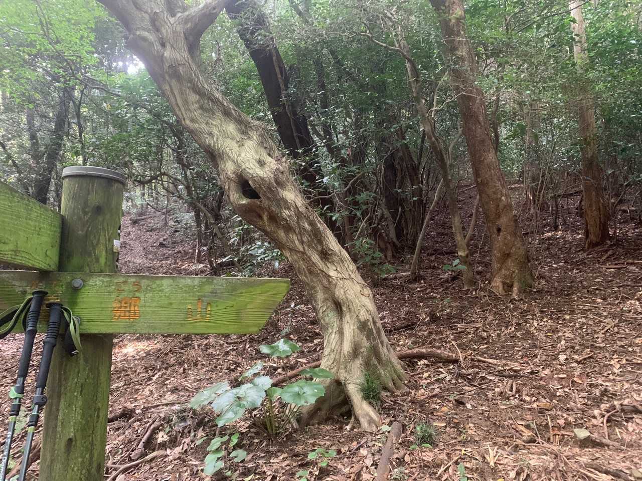 建郷山に行けるみたいだけど懲り懲り。