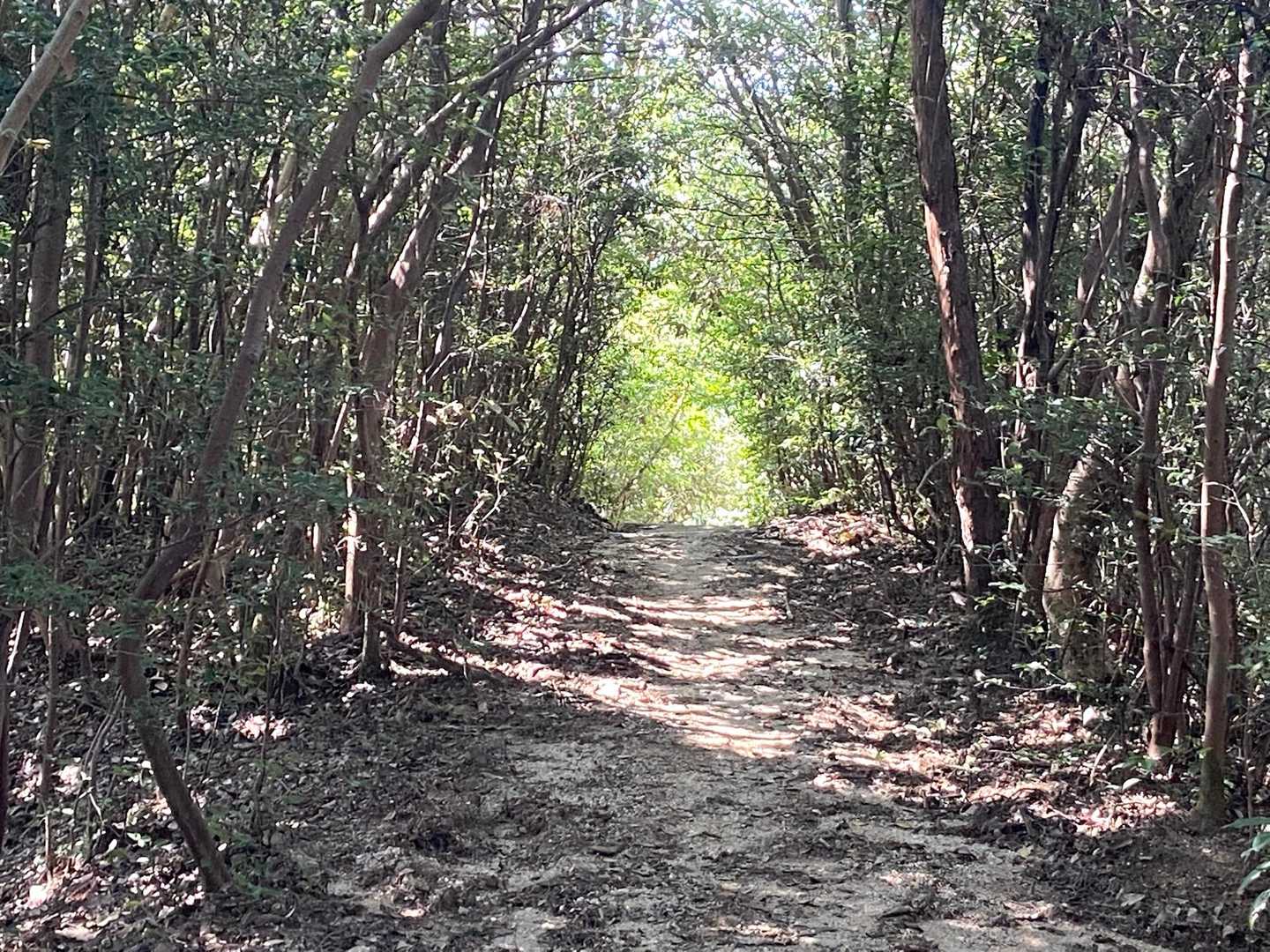 尾長山-牛田山 往復コースの写真