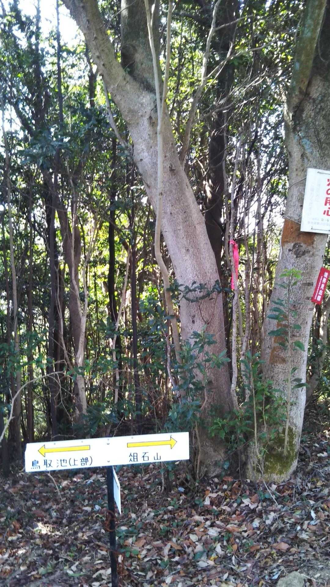 俎石山登山口-第1休憩所-俎石山 往復コースの写真