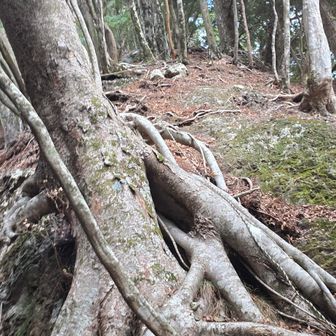 ロープを恨めしげに見上げる