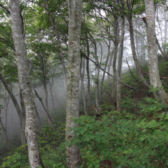 霧が立ち込めて幻想的
