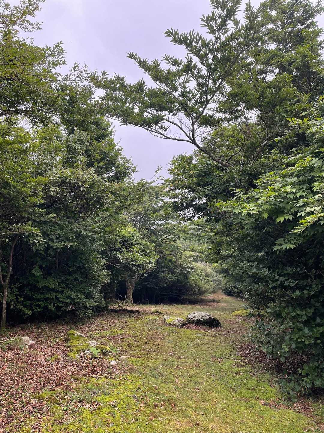 この向こうは5月にはミツバツツジの楽園
初めて連れてきてもらったときには
ツツジ満開でキレイだったなぁ

ちょっと休憩して
ゆるやかコースで帰ります