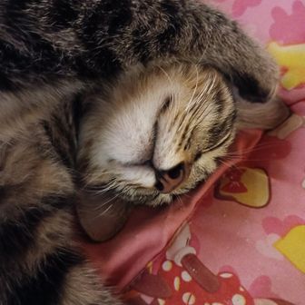 デラックス会長