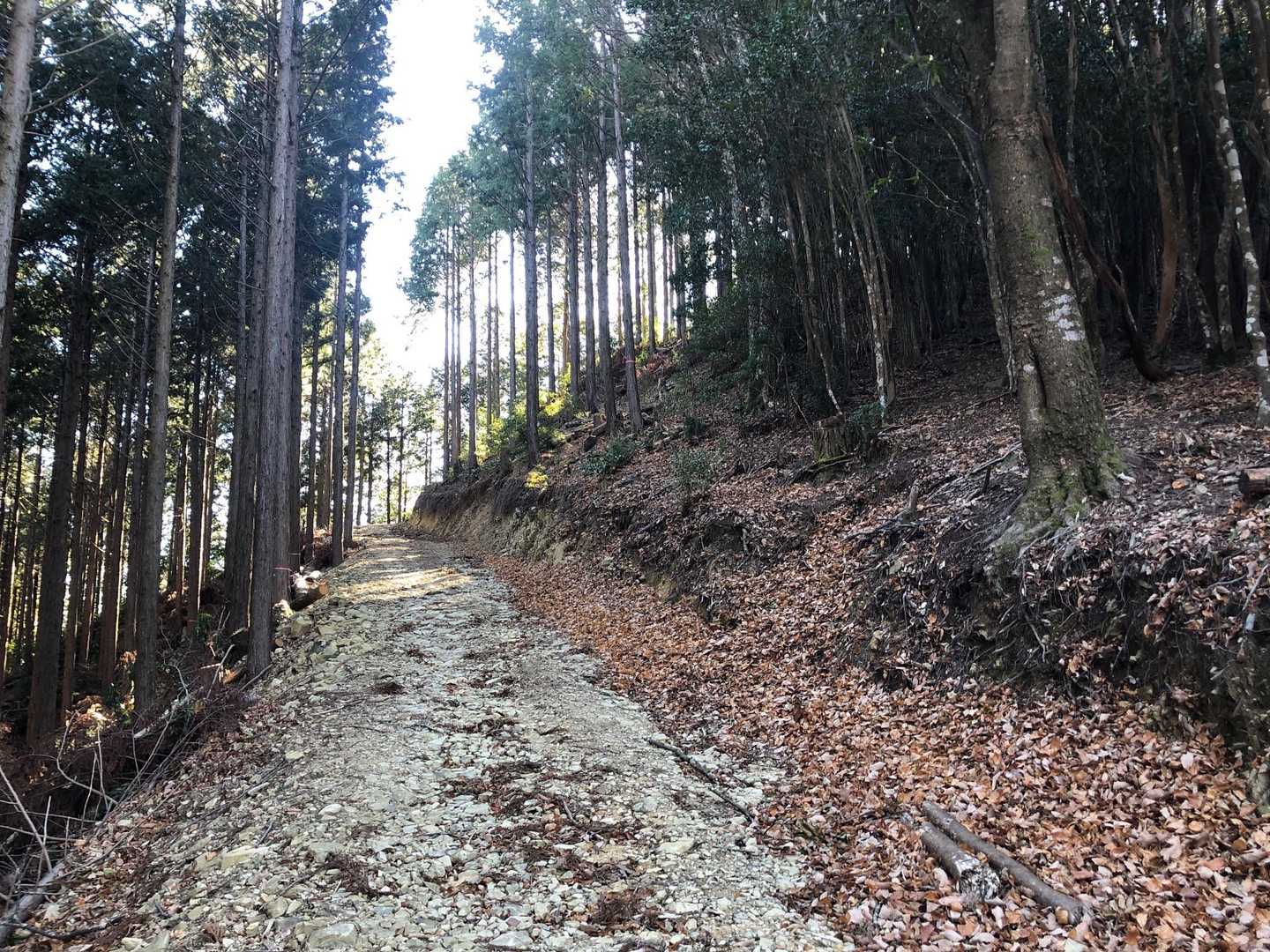 林道歩きは出来ればあまりしたくないので右の方から登っていく〜