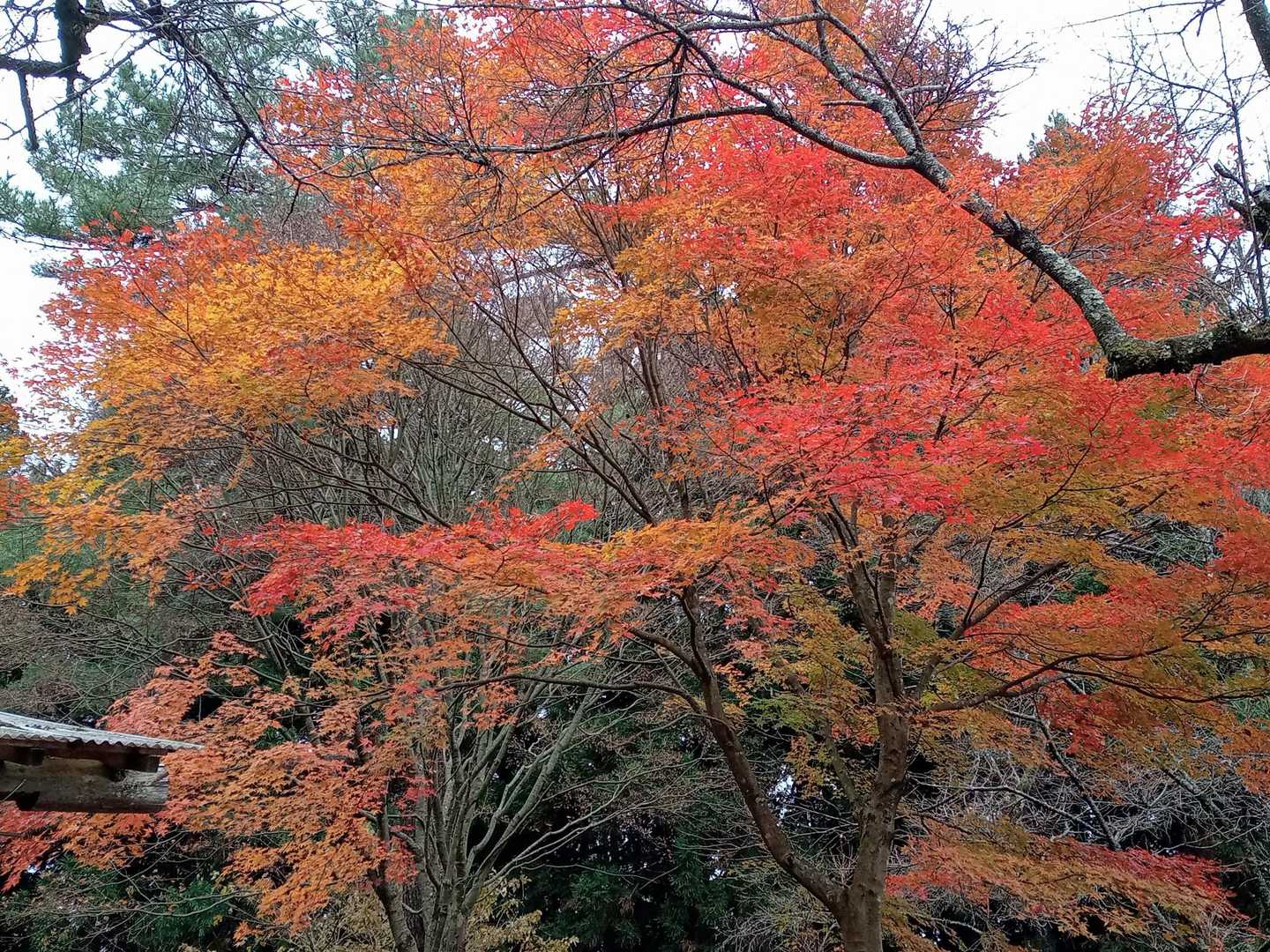 ここの🍁盛りです。