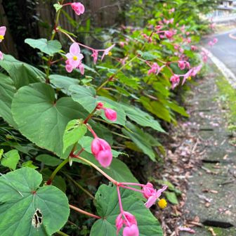道端に咲くシュウカイドウの花