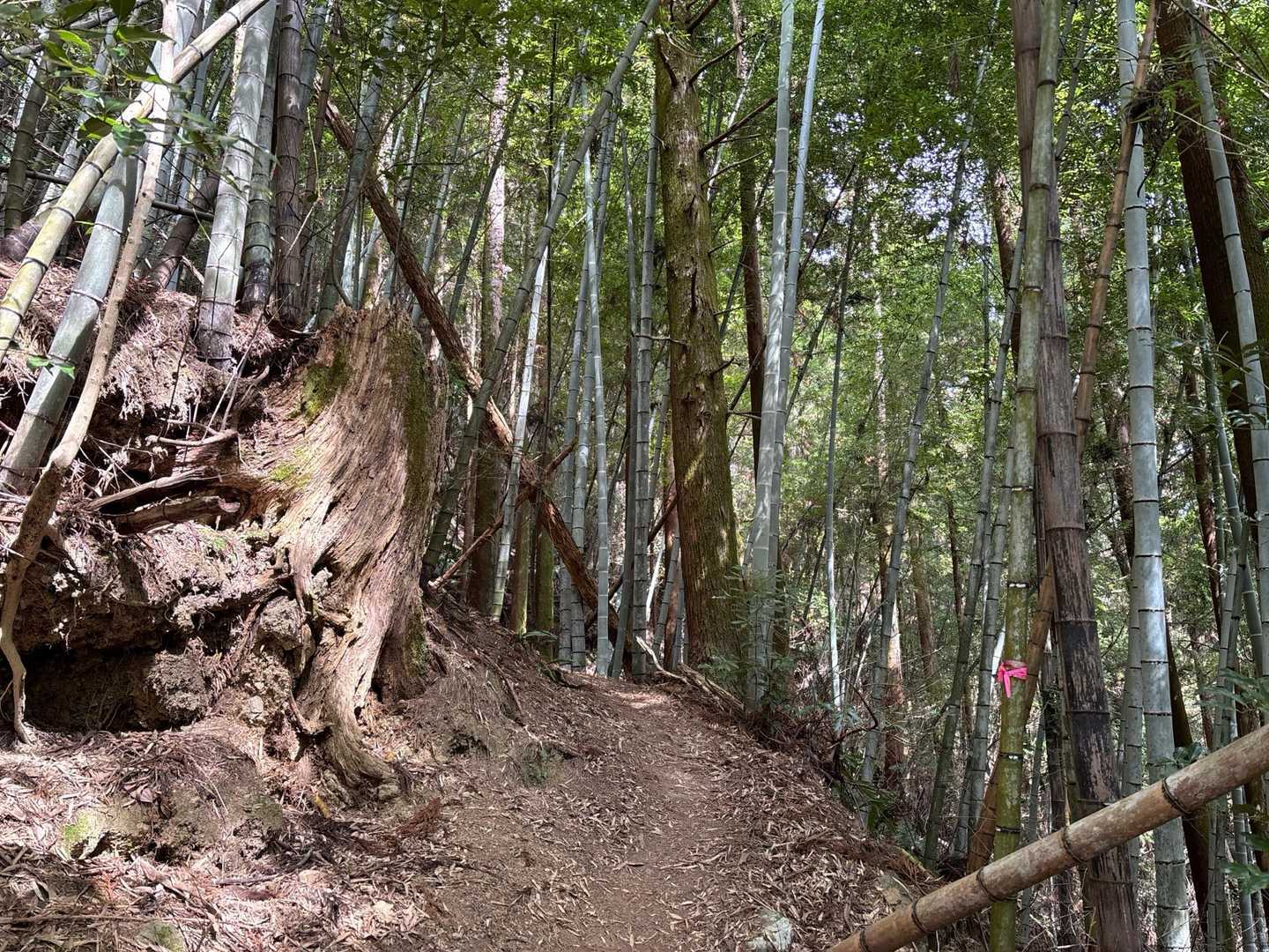竹林をひたすら登ります。結構急登続きで体力持っていかれる😂舐めてたー