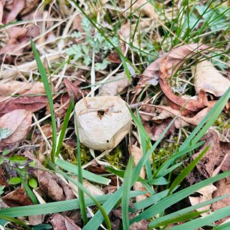 Kちゃんがホコリダケも見つけたよ