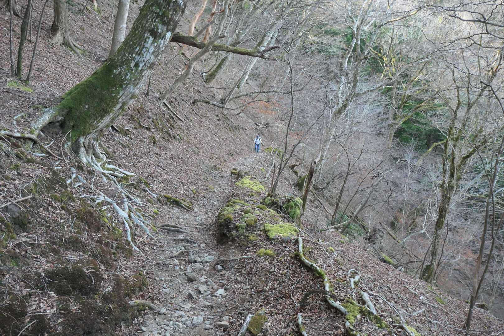 天城峠バス停-天城峠-二本杉峠-滑沢峠-つげ峠-猫越峠-水 縦走コースの写真