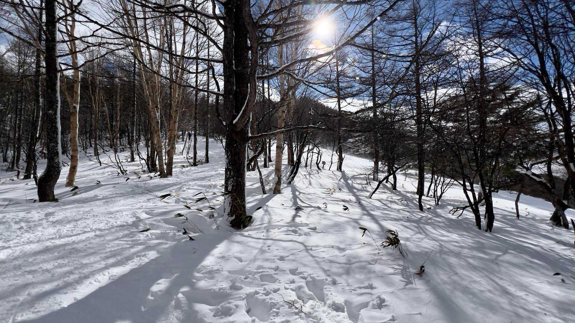 わぁーー😍いい〜ねっ

木々が，キラキラと輝いてる雪に
長〜い影を映して✨

世界🌍は、美しさで溢れてるなぁ〜💫