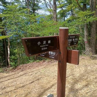 南下すると高水三山方面だが今日は都県境尾根を小沢峠までそのまま下る