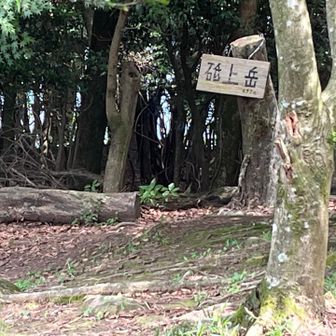 ワタこ