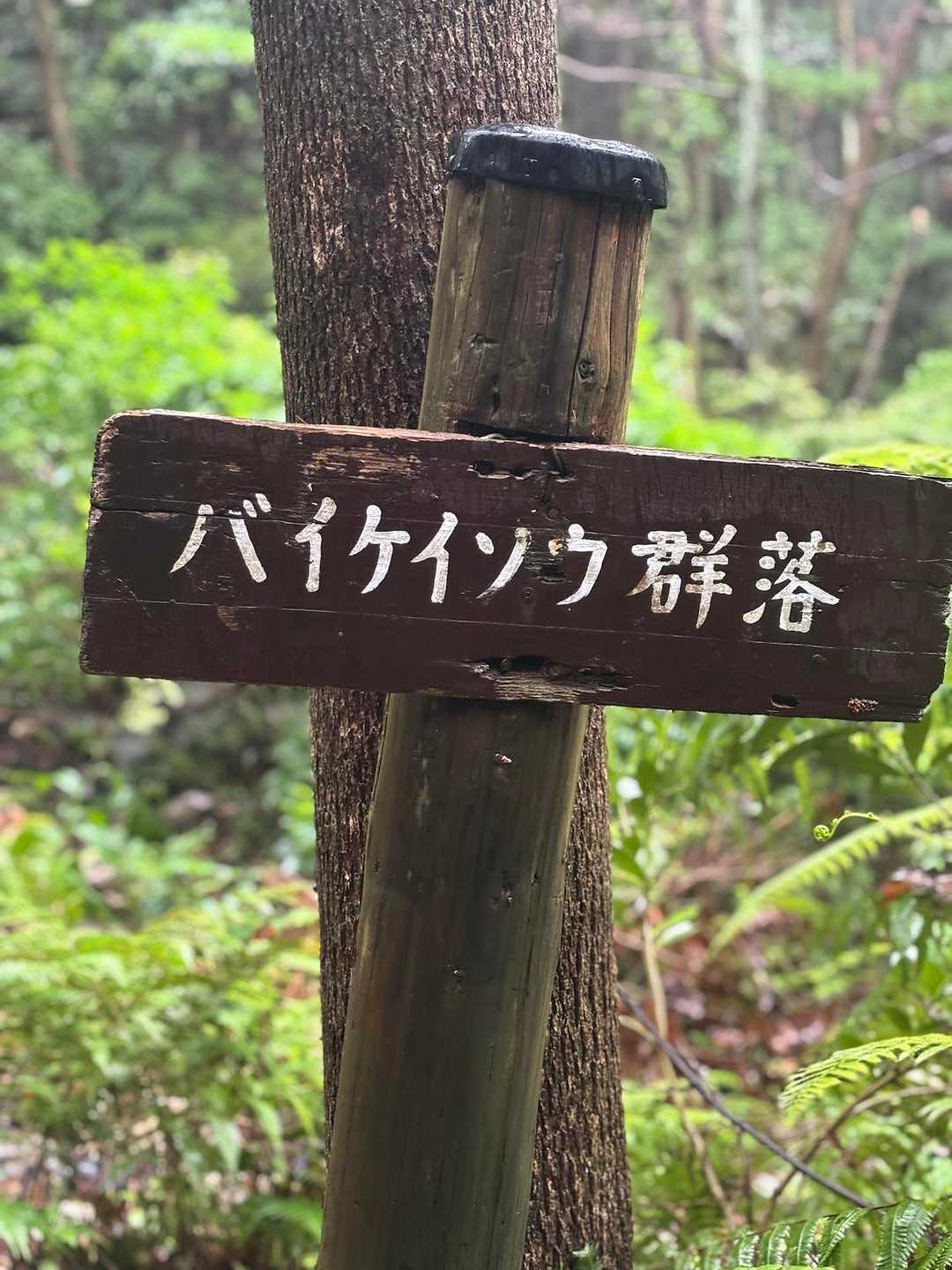 バイケイソウの看板