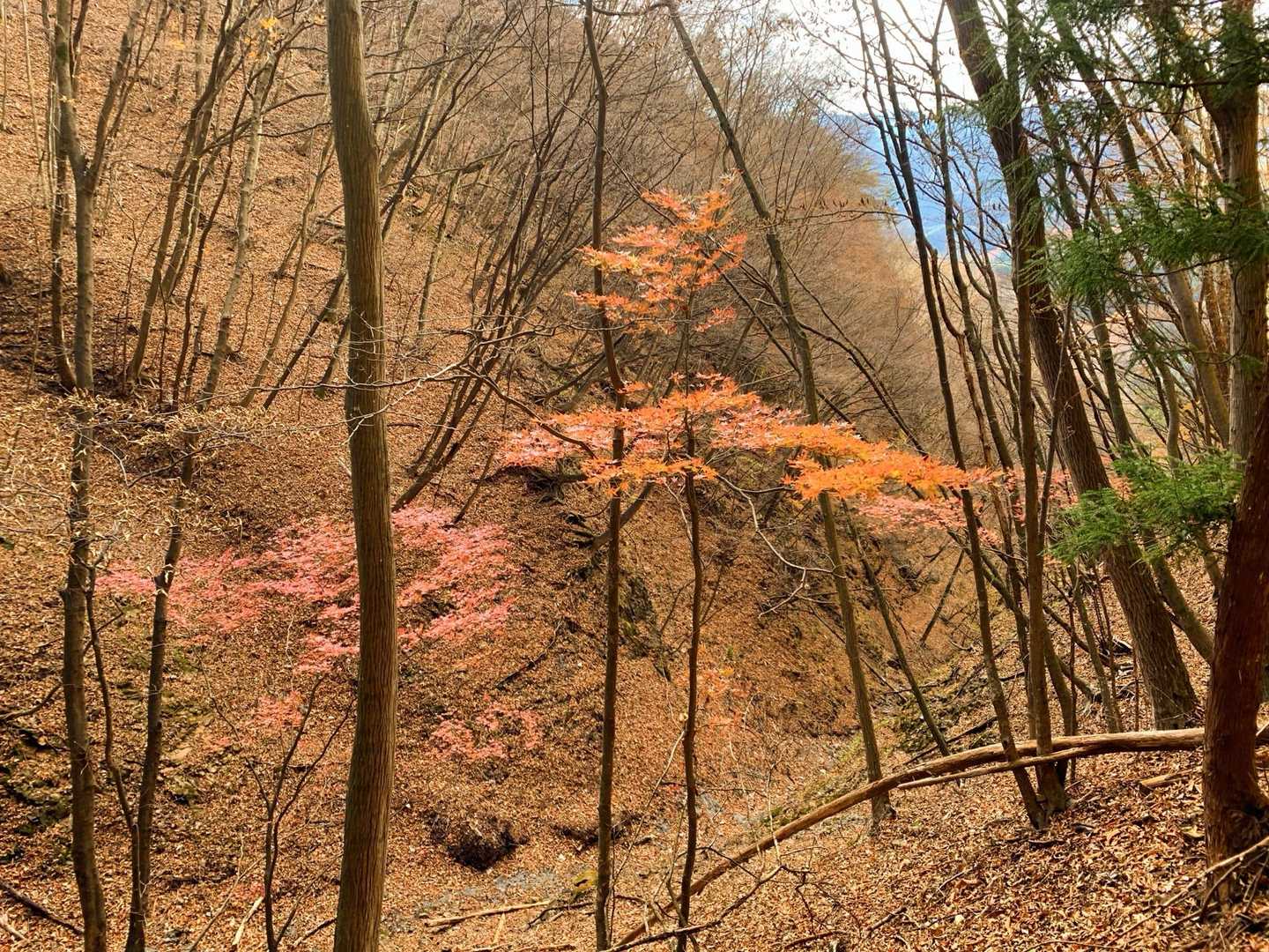 🍁が少し残っていました