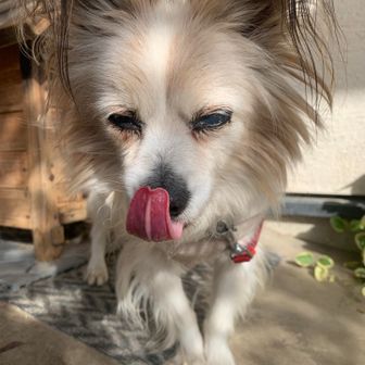 スーパー岩魚坊主。