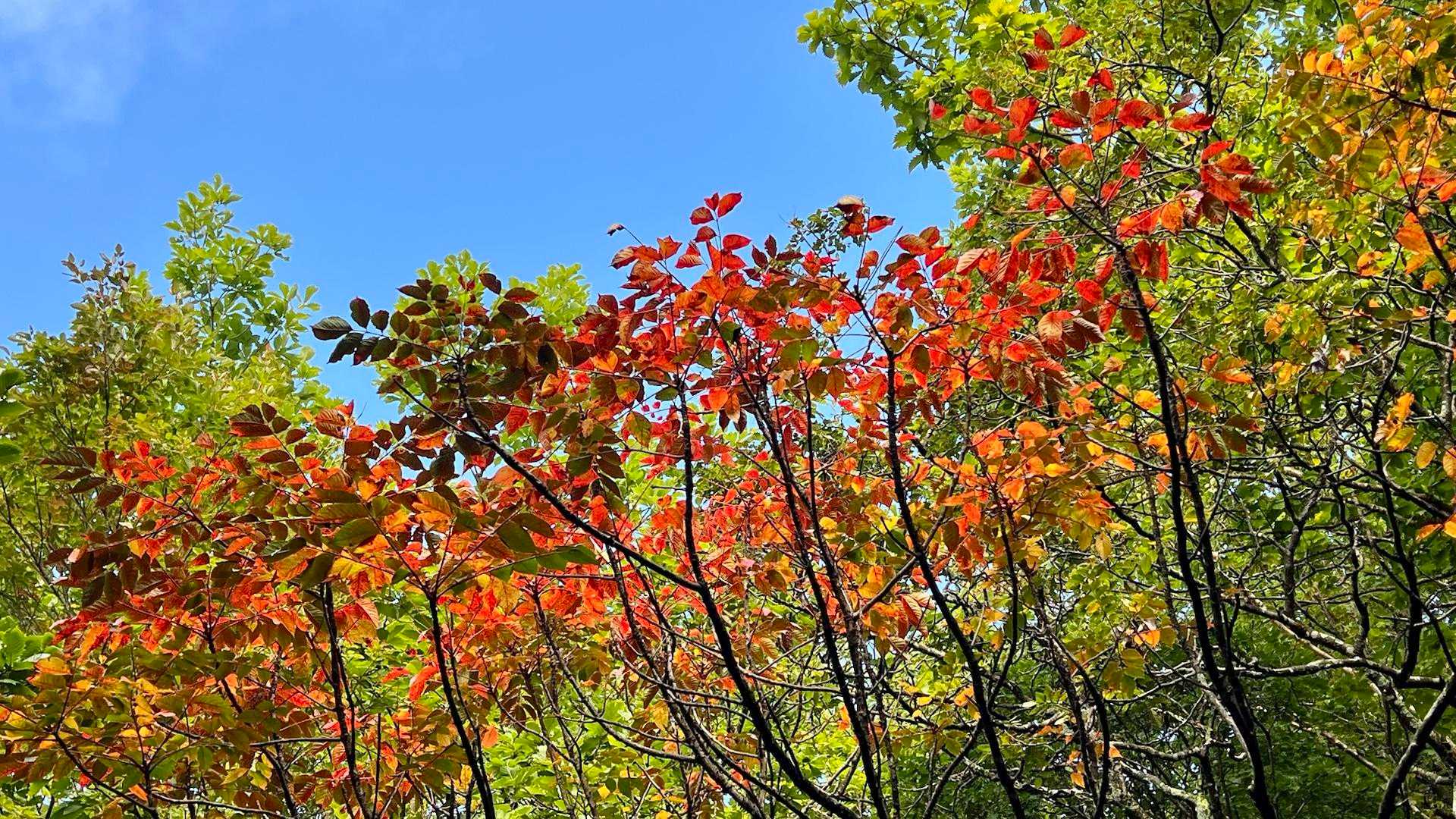 紅葉🍁もあちらこちらに