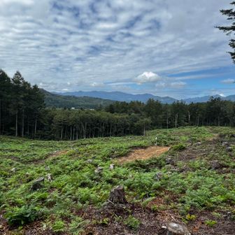 伐採地に出ました🌲