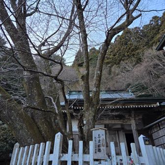 親鸞聖人御手植えと伝わる時雨桜
三代目の孫桜で樹齢80年余りといわれる