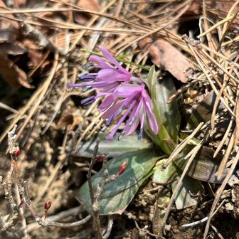 ショウジョウバカマ