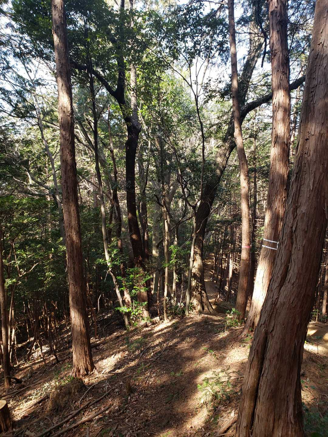 越生梅林方面に向かいます
