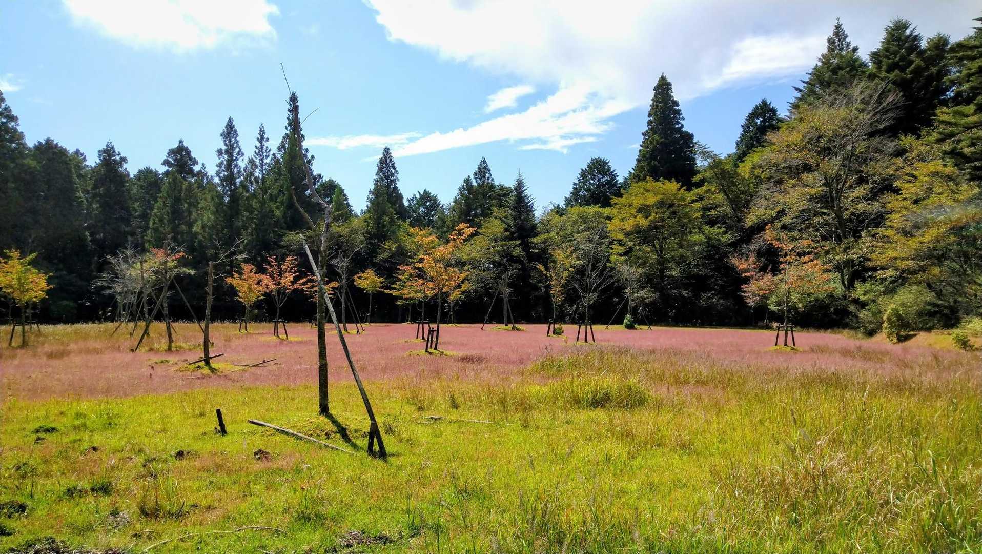 山頂付近は秋模様🌾🌾