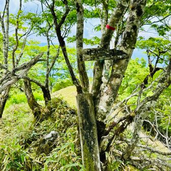 サガリハゲ山ピーク