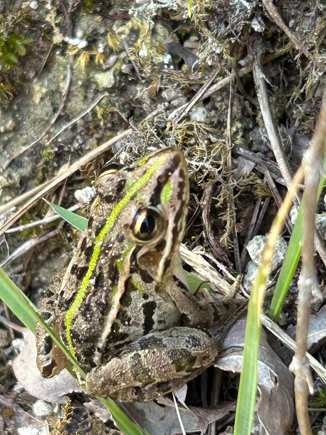 🐸発見！