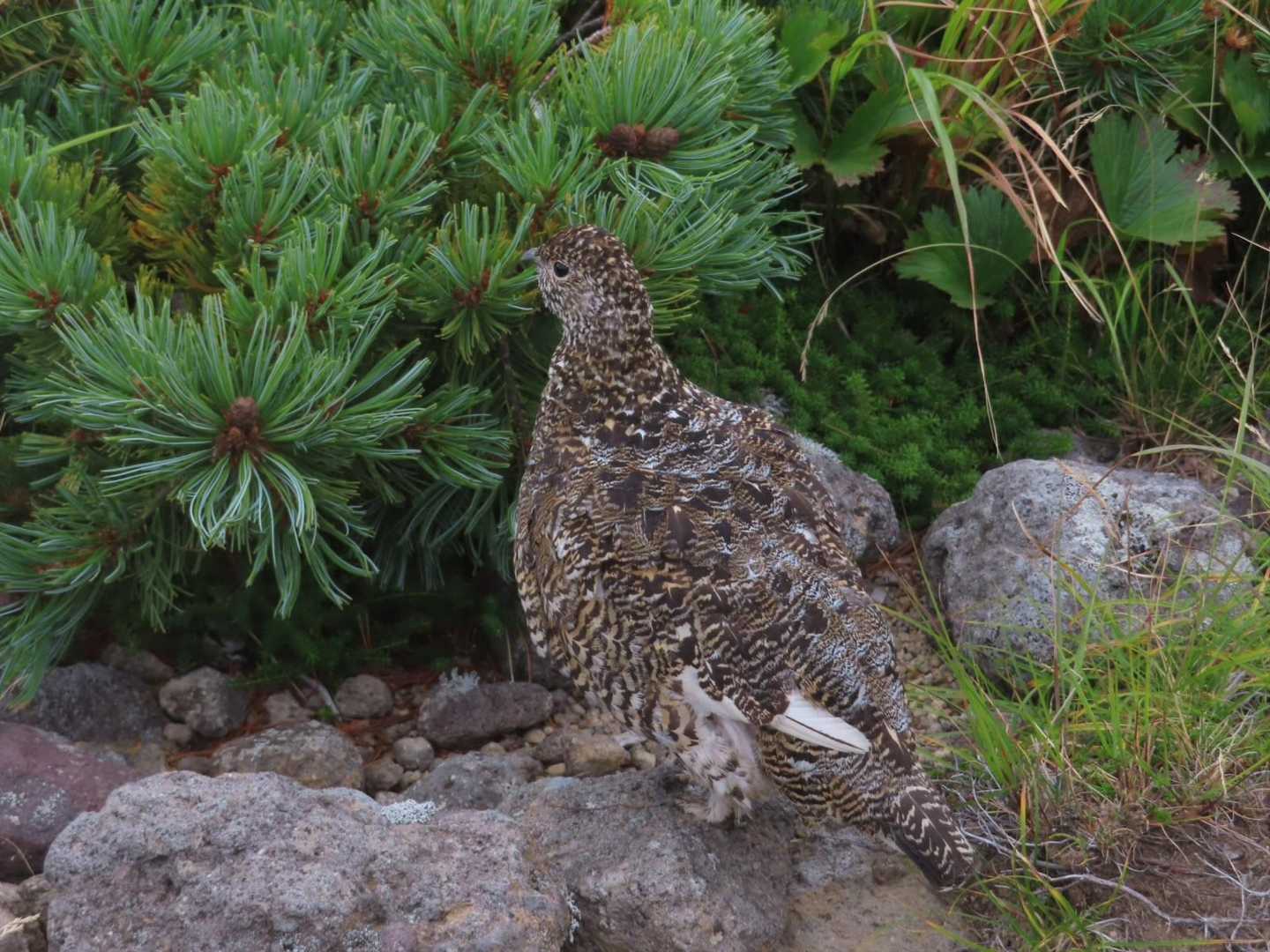 雷鳥さん（親）