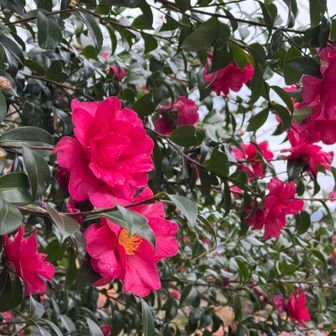 溢れ落ちそうな山茶花