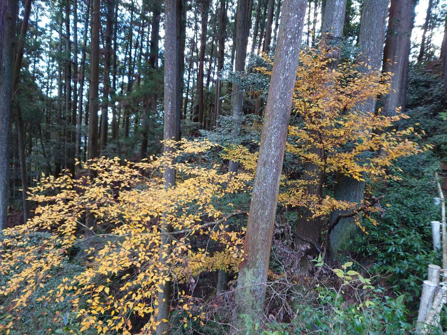 きれいな紅葉だね〜って言ってたら、すってんころりん
