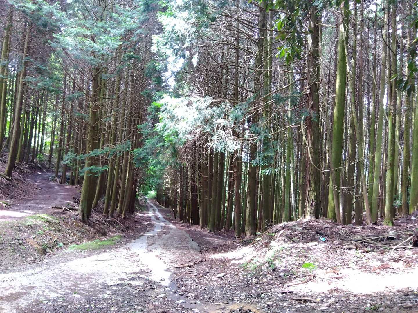 分岐が4つほど
向かって左側の一番右をすすむ
のち通行止めプレートを下に見ながら少し狭い道（ピンクリボンあり）からはいり急登をのぼると、、