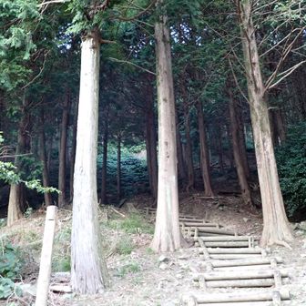 杉林の中の木段を登って行きます