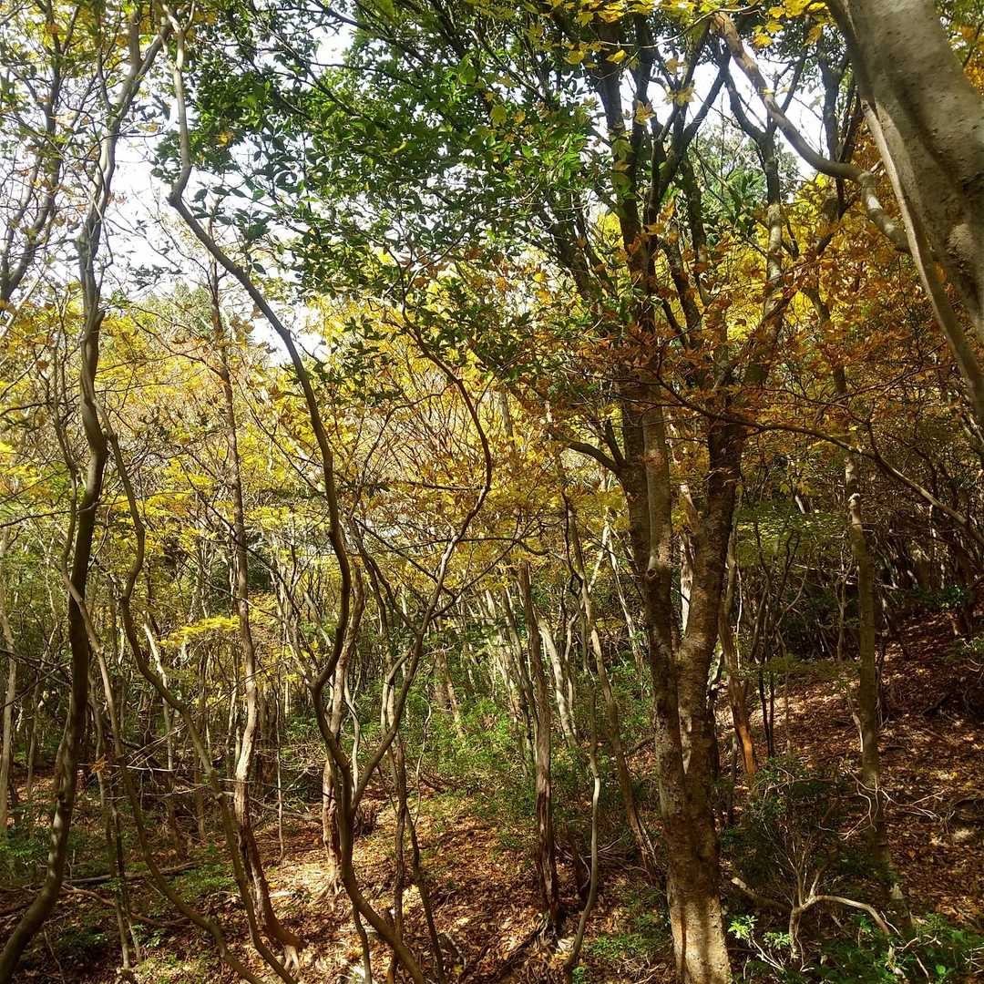 少し紅葉
