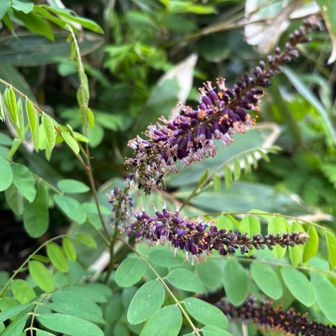 牛曳登山口の近くの道路沿いに見慣れぬ花？が。イタチハギやそうです。